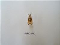 藏品(褐帶污燈蛾)的圖片